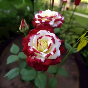 Роза Роял Глом купить по цене от 401р. в интернет-магазине «Посадика» с доставкой почтой в в Кукморе и по всей России – [изображение №1].