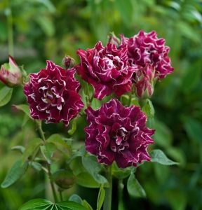 Роза Опаловый Пейзаж купить по цене от 490р. в интернет-магазине «Посадика» с доставкой почтой в в Кукморе и по всей России – [изображение №1].