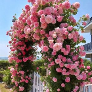 Роза Пастель Розе купить по цене от 605р. в интернет-магазине «Посадика» с доставкой почтой в в Кукморе и по всей России – [изображение №1].