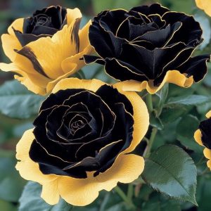 Роза Ханни Сикл купить по цене от 700р. в интернет-магазине «Посадика» с доставкой почтой в в Кукморе и по всей России – [изображение №1].