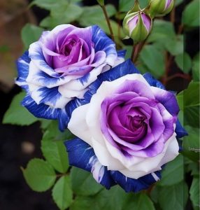 Роза Айвори Каскад купить по цене от 420р. в интернет-магазине «Посадика» с доставкой почтой в в Кукморе и по всей России – [изображение №1].