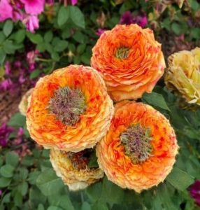 Роза Золотой Мираж купить по цене от 420р. в интернет-магазине «Посадика» с доставкой почтой в в Кукморе и по всей России – [изображение №1].