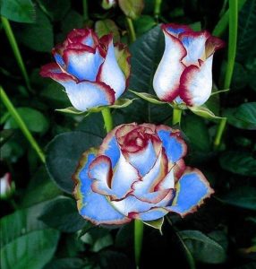 Роза Сафайер Пэтл купить по цене от 450р. в интернет-магазине «Посадика» с доставкой почтой в в Кукморе и по всей России – [изображение №1].