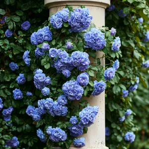 Роза плетистая Блю Перпл купить по цене от 540р. в интернет-магазине «Посадика» с доставкой почтой в в Кукморе и по всей России – [изображение №1].